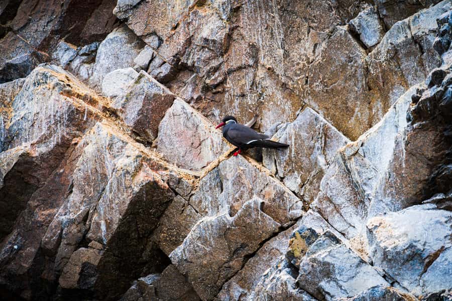 From Lima: Ballestas Islands, Huacachina, and Vineyard Tour - Lunch in Ica and time at Huacachina