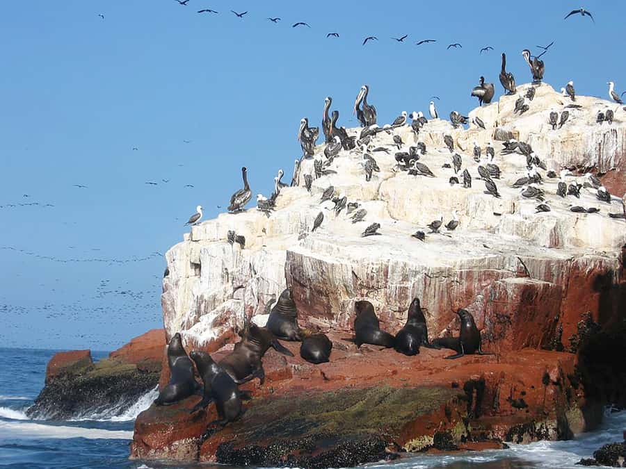 From Lima: Ballestas Islands, Huacachina, and Vineyard Tour - The $220 question