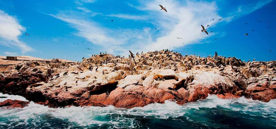 From Lima: Ballestas Islands, Huacachina and Wine Route Trip - Should you book the Ballestas Islands and Huacachina trip?