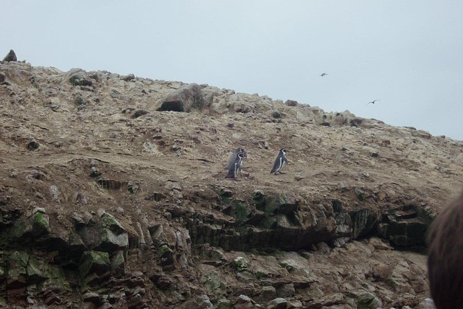 From Lima: Ballestas, Nazca Lines & Huacachina Oasis - Who should book this experience?