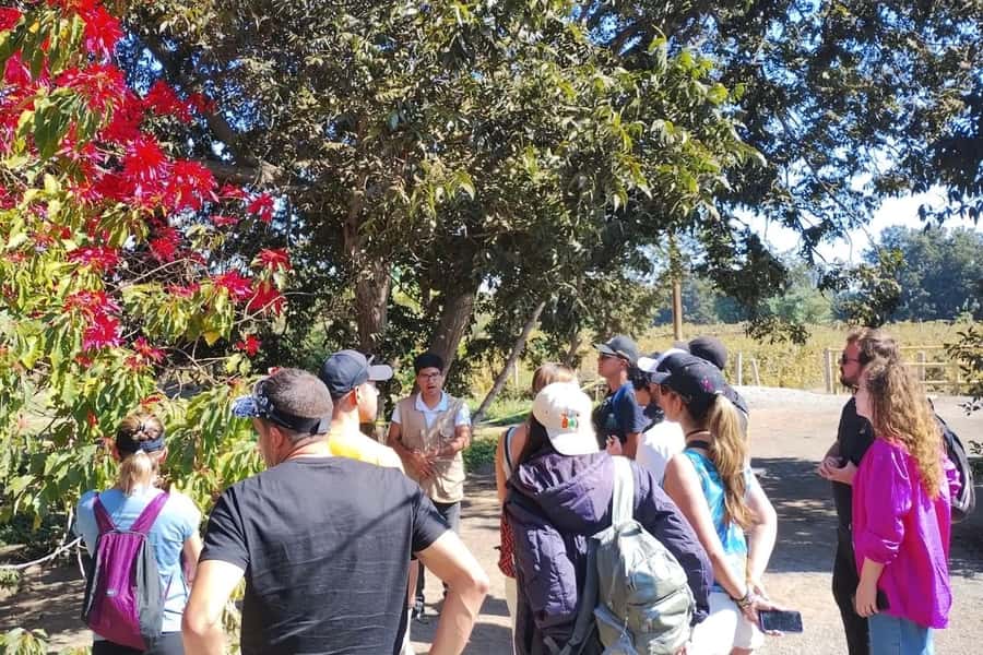 From Lima: Day trip to Paracas, Ica and Oasis Huacachina - Guides, languages, and organization