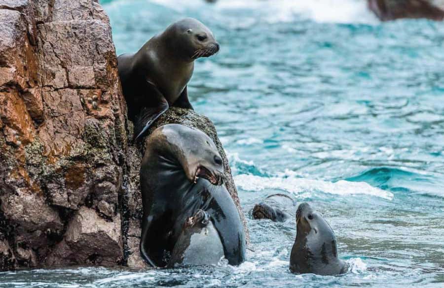 From Lima: Full Day Tour (Paracas + Huacachina) - Should you book it?