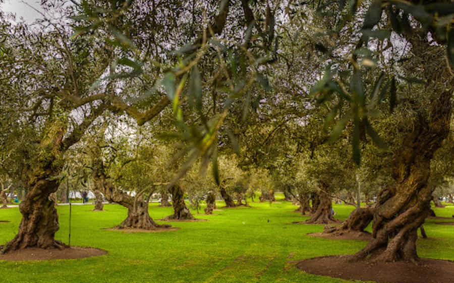 From Lima: Miraflores, Barranco & San Isidro Guided Tour - What $39 gets you, and what it does not