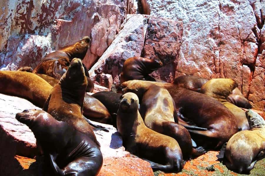 From Lima:Paracas Ballestas Islands and Ica Oasis 1 day Tour - Leaving Lima before sunrise