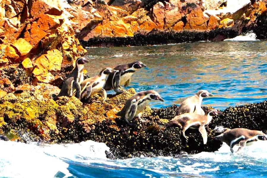 From Lima:Paracas Ballestas Islands and Ica Oasis 1 day Tour - Lunch and local dishes in Ica