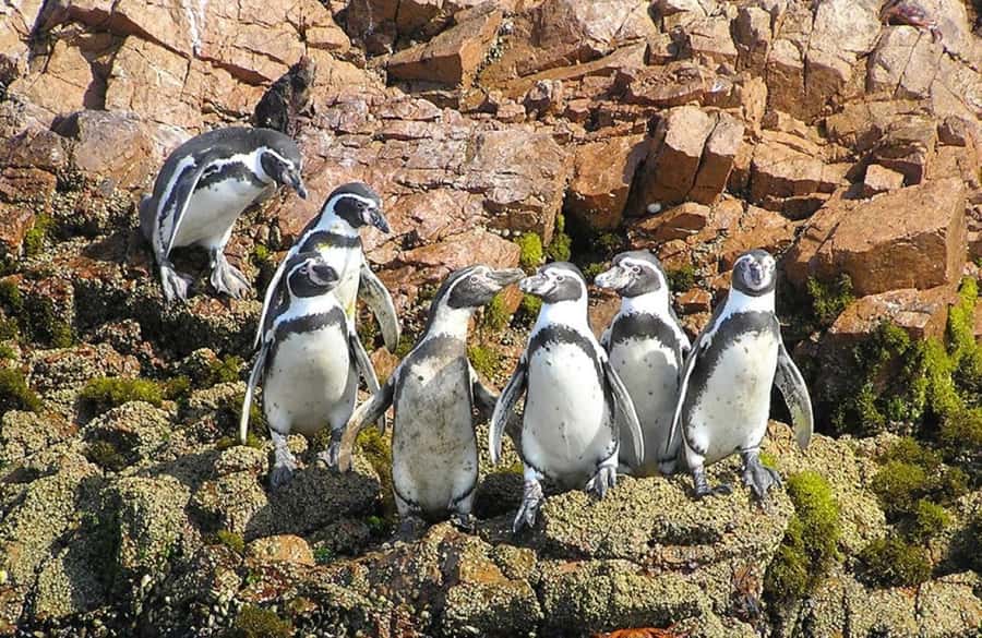 From Lima:Paracas Ballestas Islands and Ica Oasis 1 day Tour - The Ballestas Islands by boat