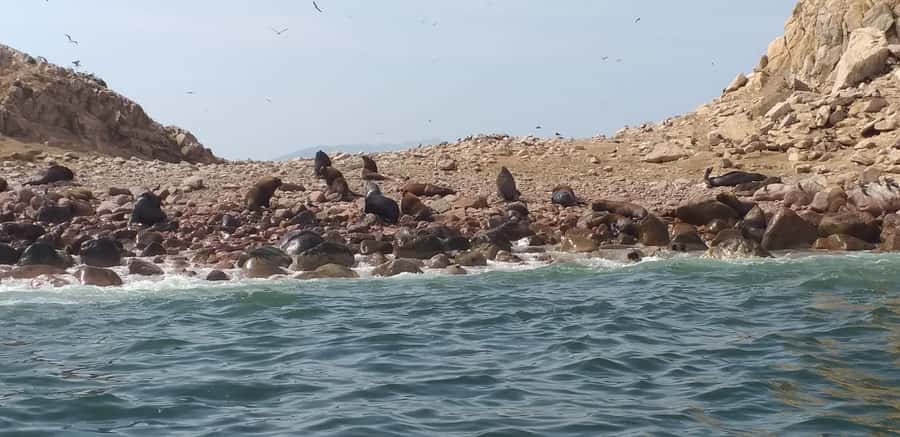From Paracas: Ballestas Island Cruise & Paracas Reserve Tour - Returning to Paracas for the desert road