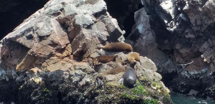 From Paracas: Ballestas Island Cruise & Paracas Reserve Tour - Lunch at Lagunillas Beach
