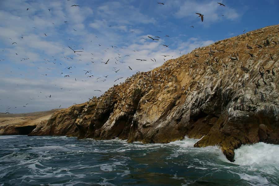 From Paracas: Ballestas Islands & Paracas National Reserve - Key points to know before booking