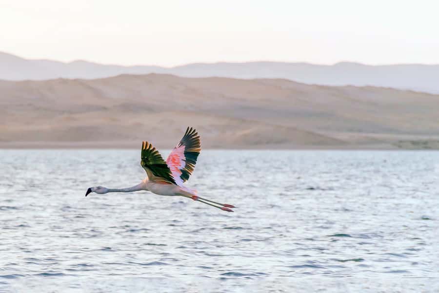 From Paracas: Ballestas Islands & Paracas National Reserve - Sea lions, penguins, and the noisy island colonies