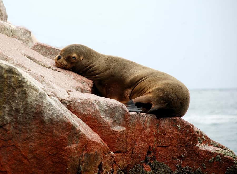From Paracas: Ballestas Islands tour all Inclusive - The Candelabro appears before the islands