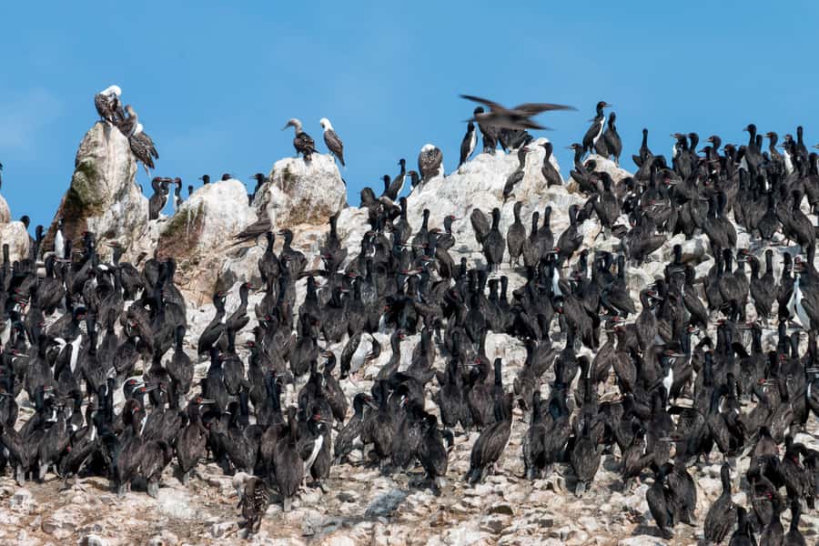 From Paracas: Ballestas Islands tour all Inclusive - Choosing the right departure time