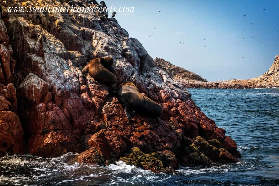 From Paracas: Ballestas Islands tour all Inclusive - Who will enjoy this trip most?