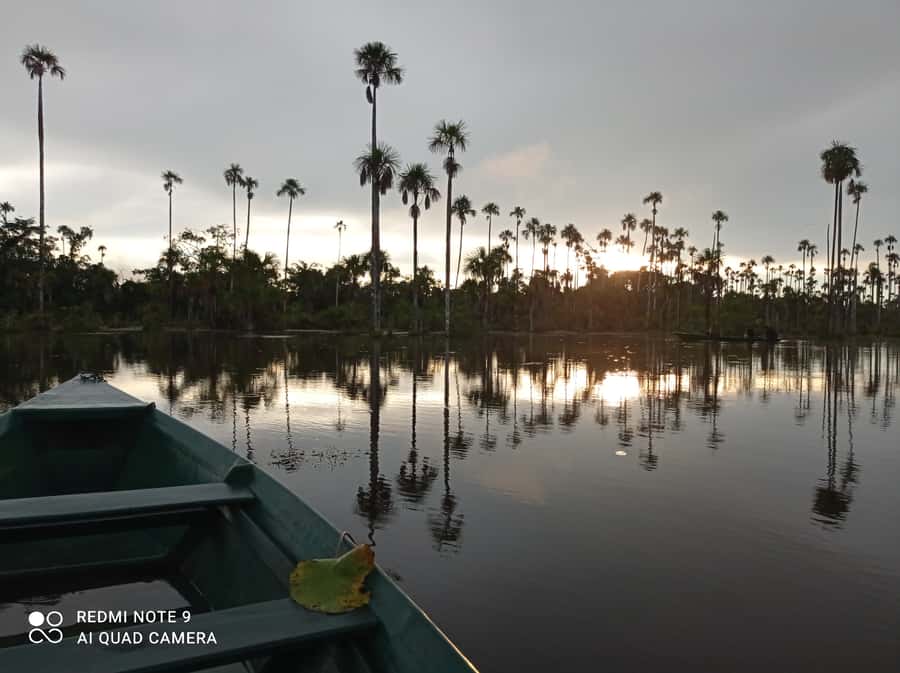 From Puerto Maldonado: 4-Day Excursion /wildlifesearch - Day one: sunset from the riverbank, then the forest at night