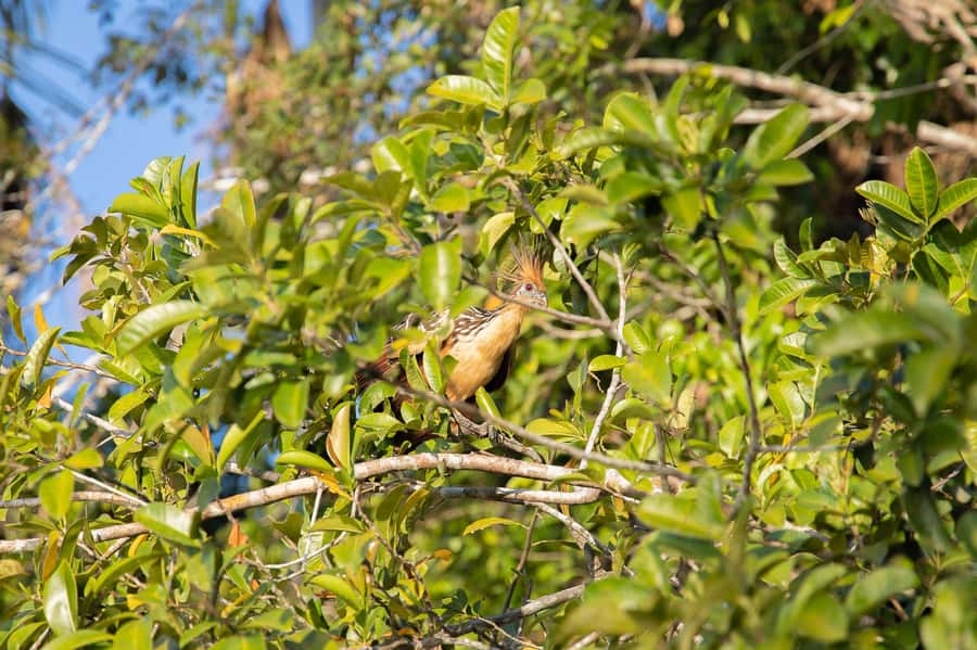 From Puerto Maldonado: 4-Day Excursion /wildlifesearch - What $425 buys you