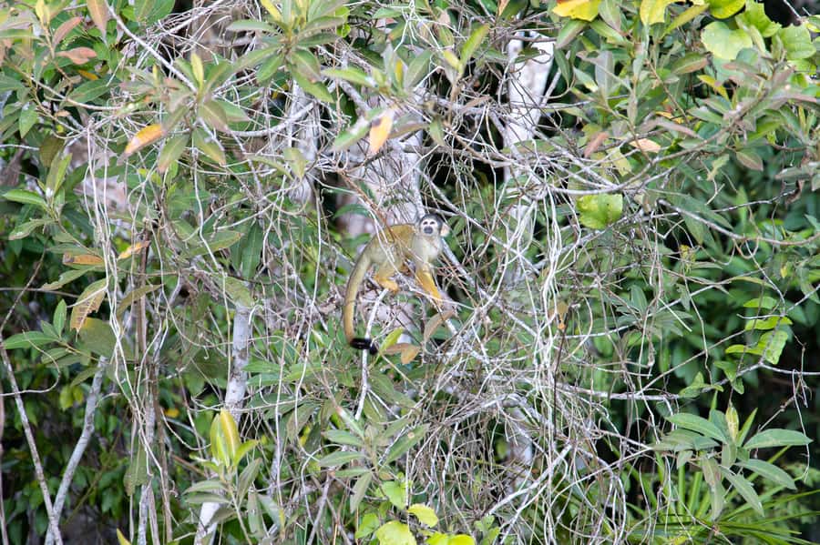 From Puerto Maldonado: 4-Day Excursion /wildlifesearch - The personal touch from Charly and local guides