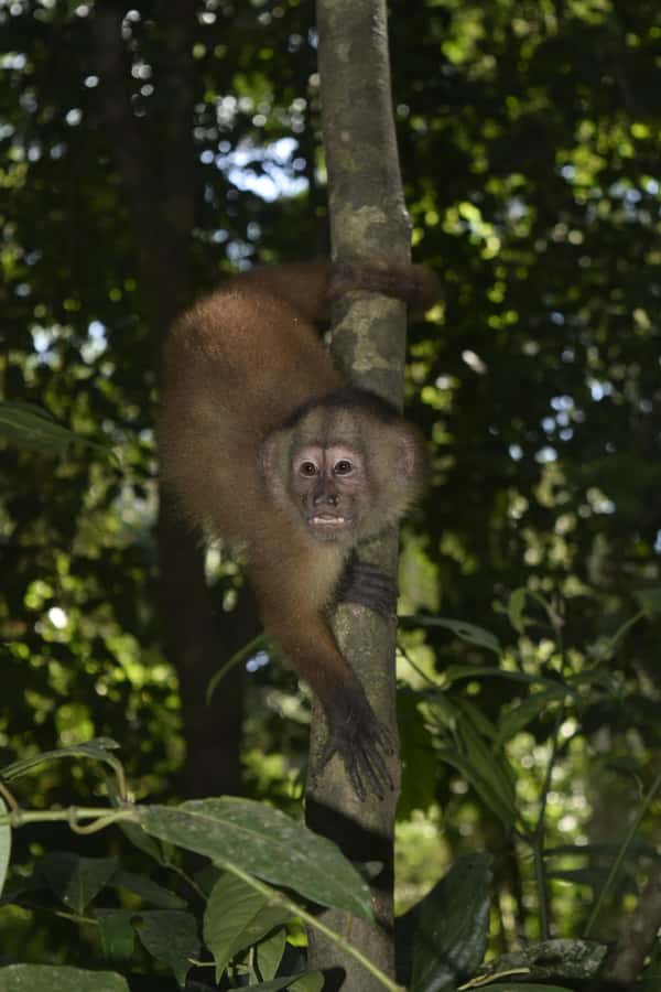 From Puerto Maldonado: 4-Day Excursion /wildlifesearch - Who should book this experience?