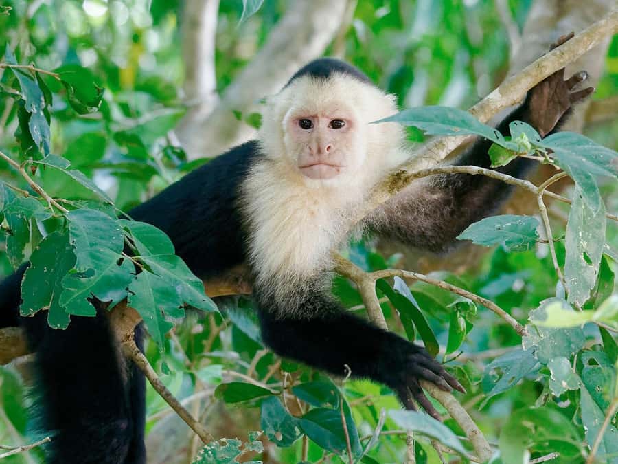 From Puerto Maldonado | Jungle hike + Sandoval Lake | - The three-kilometer walk through Amazon forest