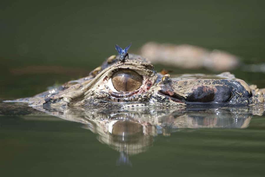 From Puerto Maldonado | Jungle hike + Sandoval Lake | - FAQ