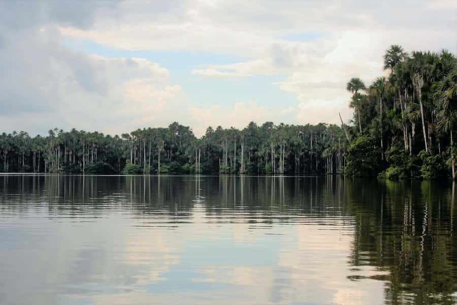 From Puerto Maldonado - Tambopata 4D/3N - Monkey Island and a night search for caimans