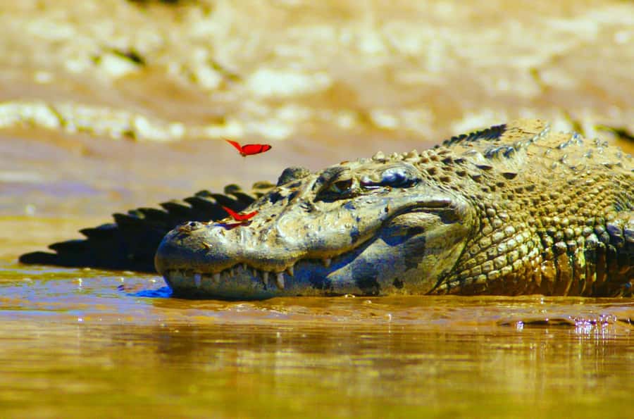 From Puerto Maldonado - Tambopata 4D/3N - The 3 km walk to Lake Sandoval