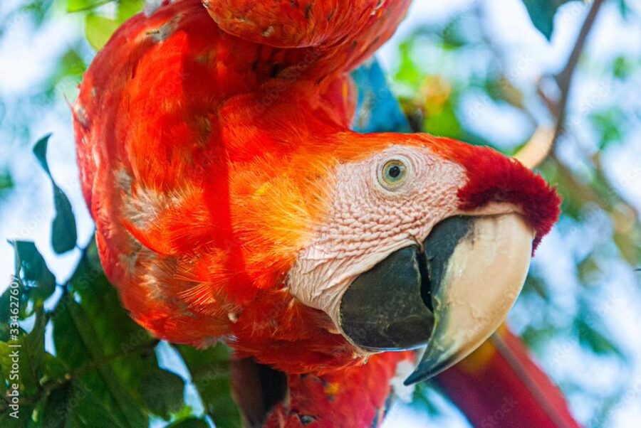 From Puerto Maldonado - Tambopata 4D/3N - Who should book this Tambopata trip?