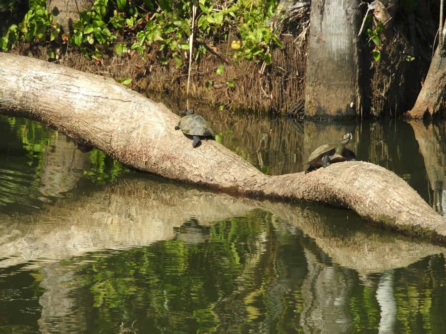 From Puerto Maldonado: Tambopata National Reserve 3-Day Tour - Guides and the Quality of the Experience