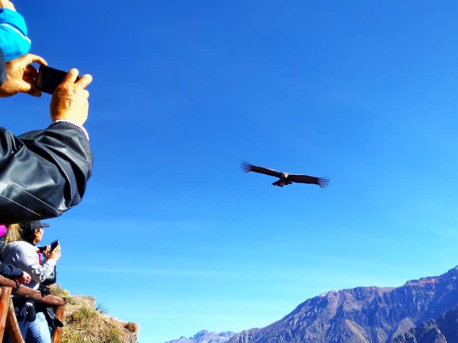 From Puno: 2-Day Tour to Colca Canyon ending in Arequipa - Why this Puno to Arequipa route works