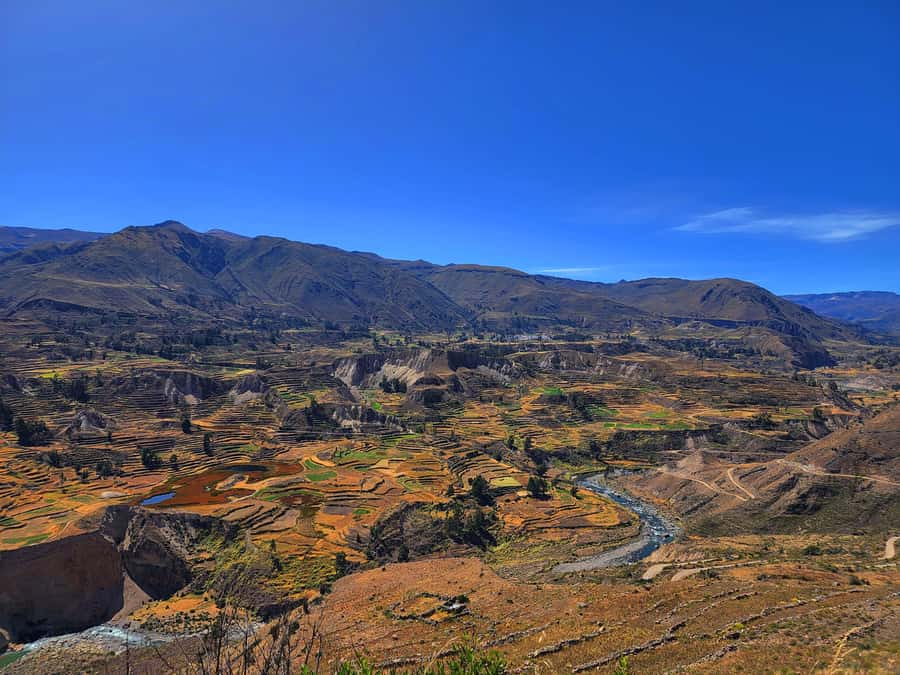 From Puno: 2-Day Tour to Colca Canyon ending in Arequipa - Wildlife at Salinas and Aguada Blanca Reserve