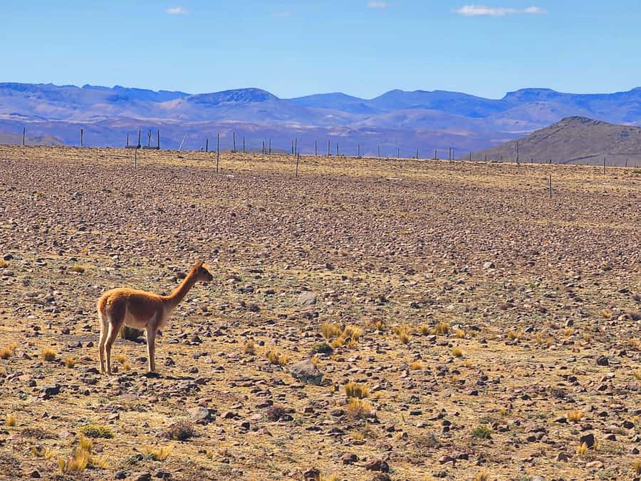 From Puno: 2-Day Tour to Colca Canyon ending in Arequipa - Maca and the road toward Colca Canyon