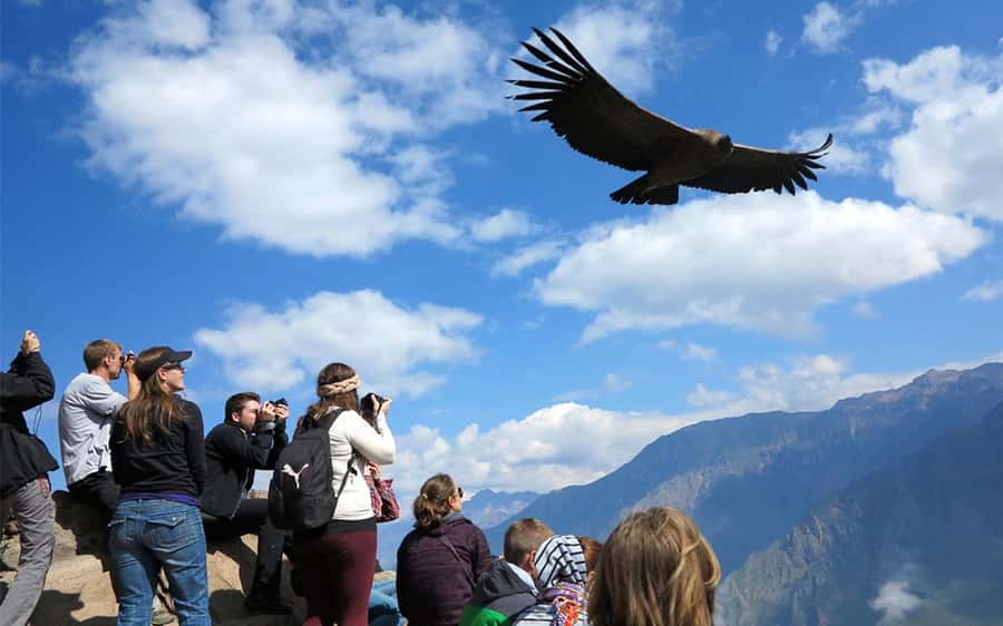 From Puno to Arequipa: 2 Days/1 Night Colca Canyon Tour - Lagunillas and the first Andean wildlife stops