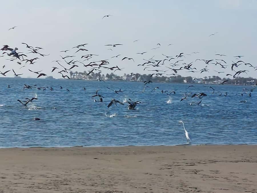 From San Martin Port: Ballestas Island & Paracas Reserve - FAQ