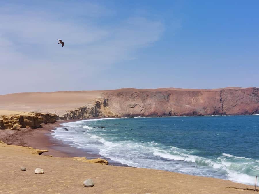 From San Martin Port: Ballestas Island & Paracas Reserve - Speedboat views of the Ballestas Islands