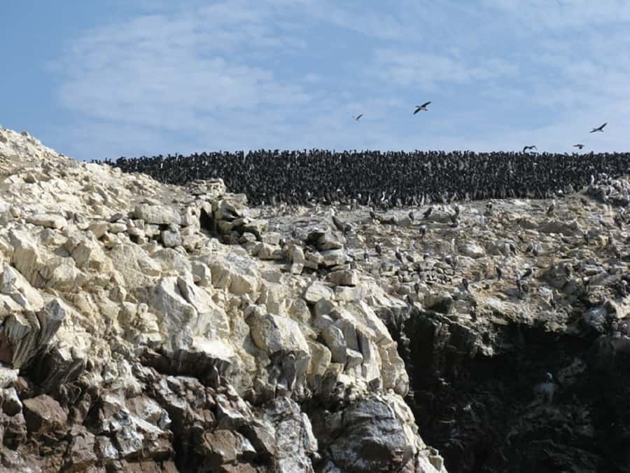 From San Martin Port: Ballestas Islands Tour in Paracas - Why the Ballestas Islands make a strong shore excursion