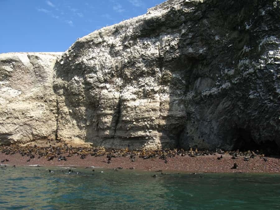 From San Martin Port: Ballestas Islands Tour in Paracas - Two hours among sea lions, penguins, and seabirds