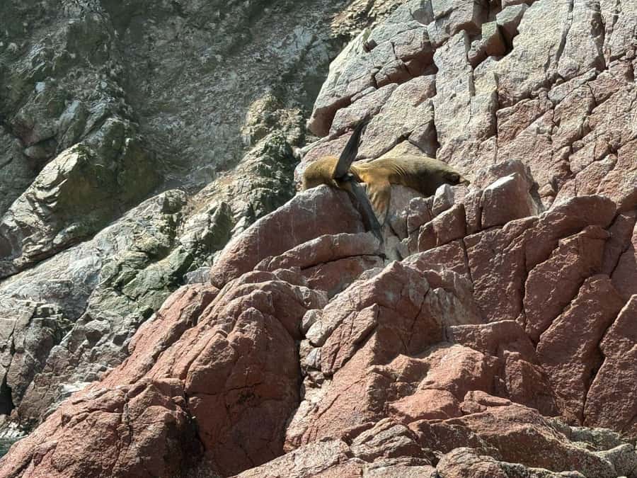 From San Martin Port: Ballestas Islands Tour in Paracas - What the boat ride feels like in practice