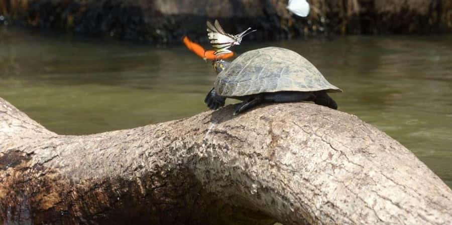 From Tambopata: Amazon Jungle Hike and Lake Sandoval 1-Day - Key points to know before booking