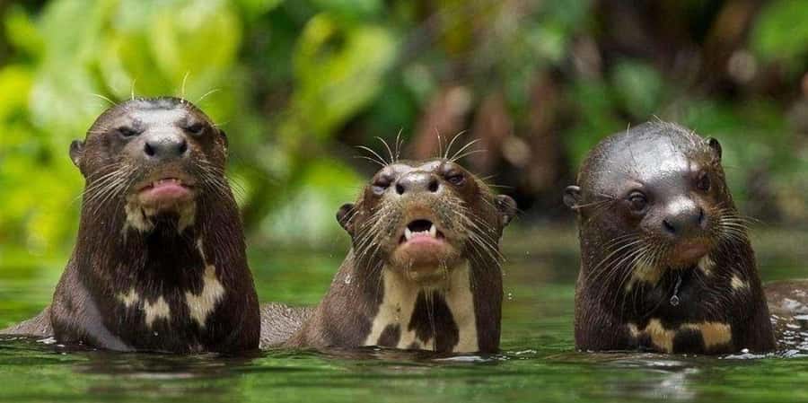From Tambopata: Amazon Jungle Hike and Lake Sandoval 1-Day - What this Tambopata day trip really offers