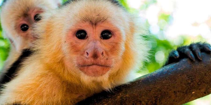 From Tambopata: Amazon Jungle Hike and Lake Sandoval 1-Day - Walking the 3-kilometer trail to Lake Sandoval
