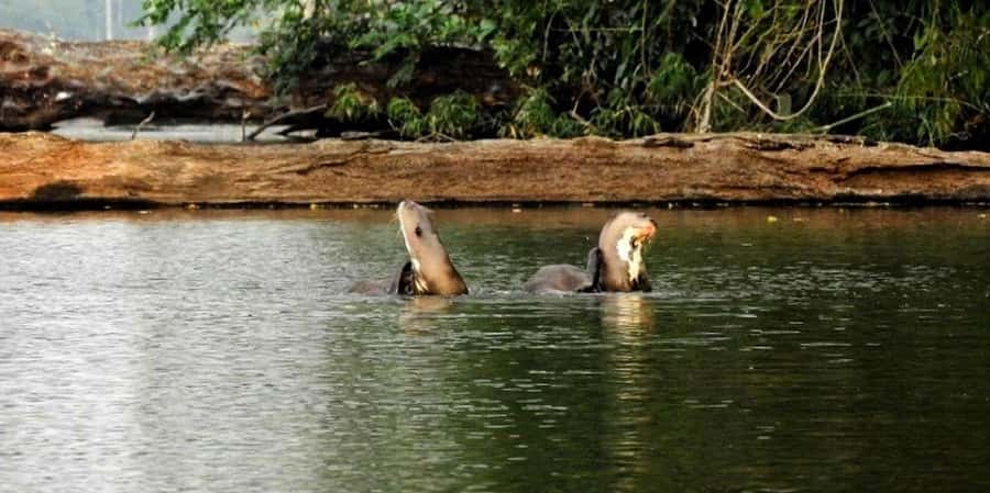 From Tambopata: Amazon Jungle Hike and Lake Sandoval 1-Day - Reaching Lake Sandoval after the forest walk