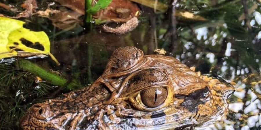 From Tambopata: Amazon Jungle Hike and Lake Sandoval 1-Day - Lunch and the return to Puerto Maldonado