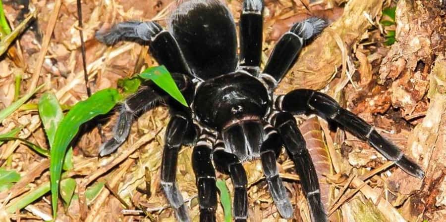 From Tambopata: Amazon Jungle Hike and Lake Sandoval 1-Day - Booking details that can save you trouble
