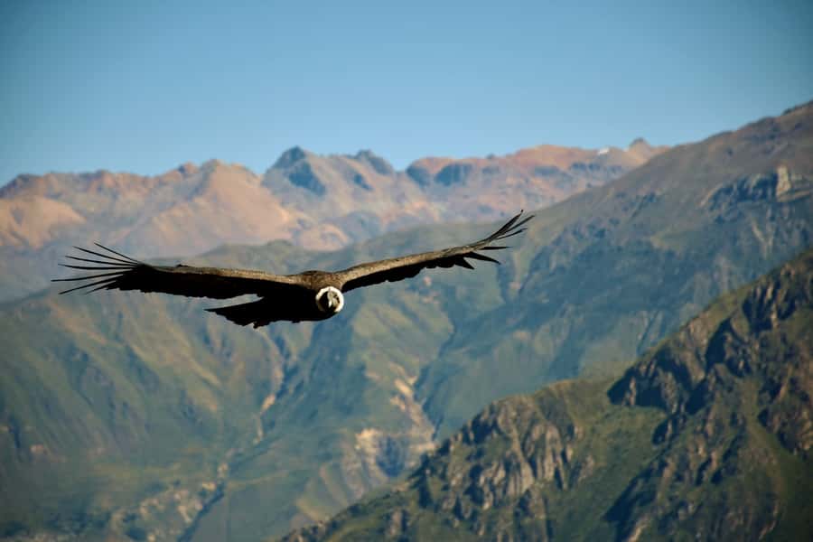 Full-Day Colca Canyon Tour from Arequipa - Breakfast in Chivay around 6:00 AM