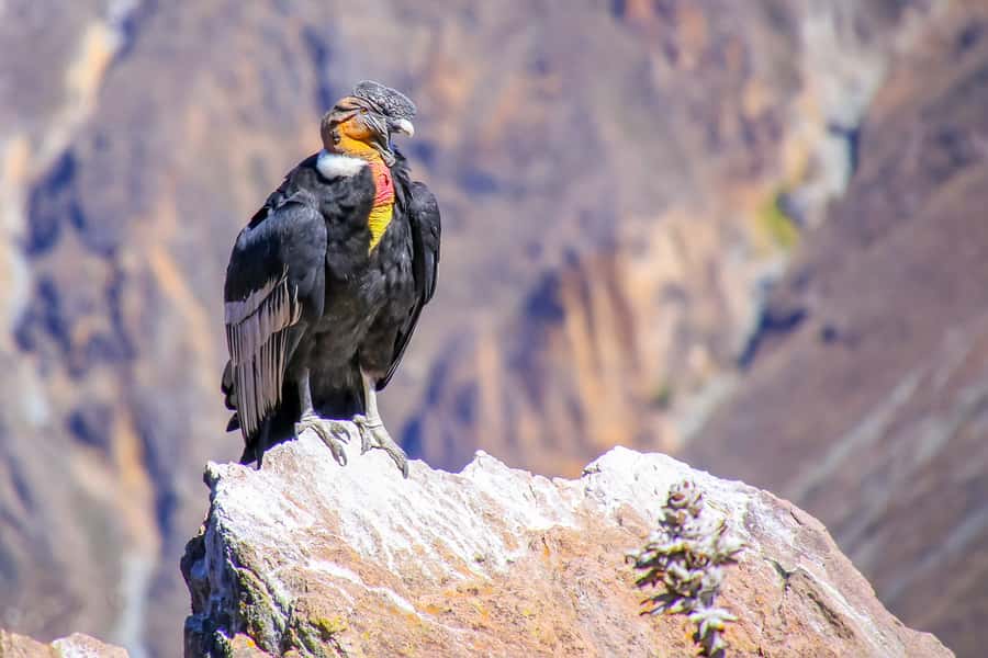 Full-Day Condor Viewpoint & Inca Sites Tour - Why the condor viewpoint is only part of the story