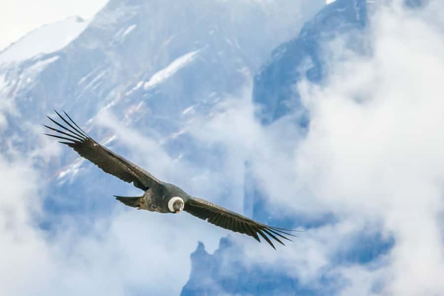 Full-Day Condor Viewpoint & Inca Sites Tour - Booking advice for a long Andean day