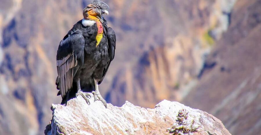 Full-Day Condor Viewpoint & Inca Sites Tour - Limatambo brings a welcome valley pause