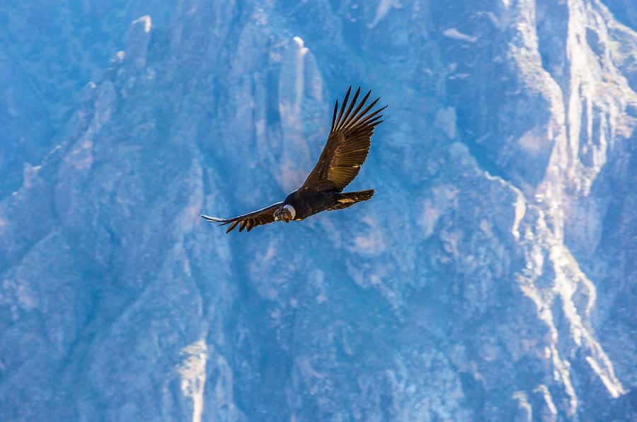 Full-Day Condor Viewpoint & Inca Sites Tour - Is $159 a fair price?