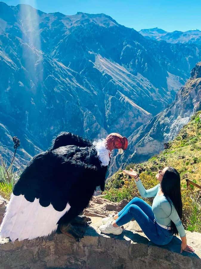 Full day excursion to Colca Canyon - Key points to know before booking