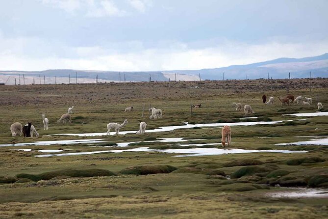 Full Day Tour to Colca Canyon from Arequipa - Maca adds a human scale to the route
