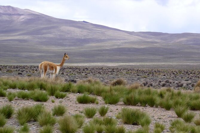 Full Day Tour to Colca Canyon from Arequipa - Antahuilque explains the terraces